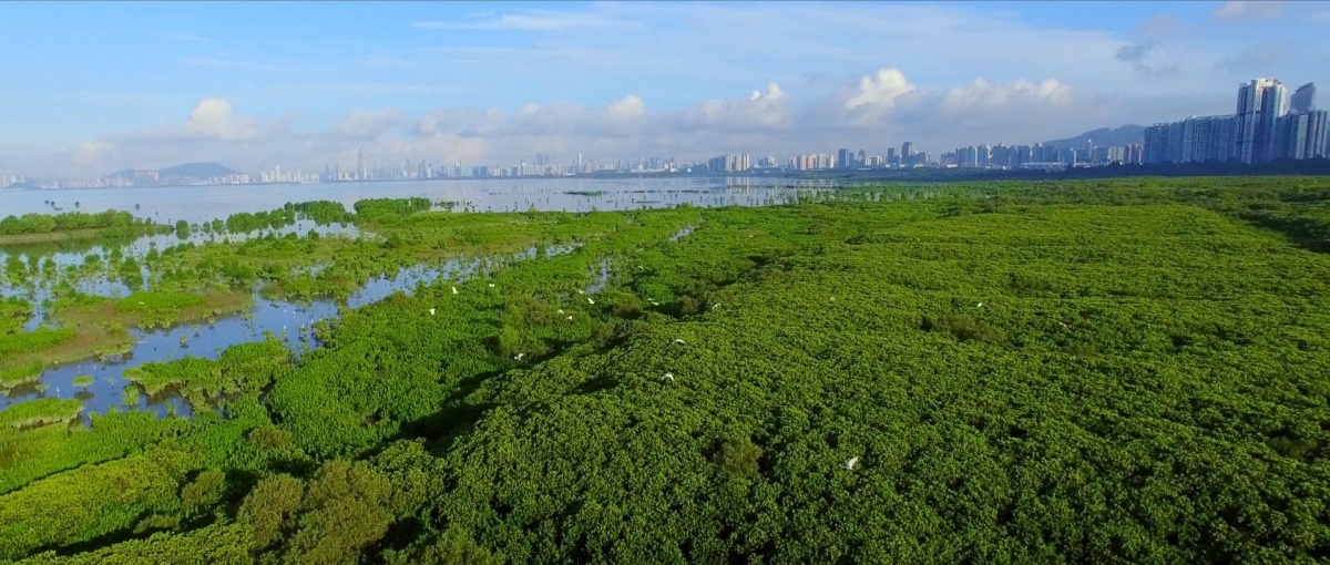 复件 宜居宜业的福田中心区.jpg